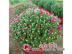 菊花小苗 花坛花镜租摆用国庆菊杯苗 悦洋苗圃 青州花卉基地图1