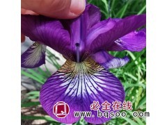 溪荪鸢尾花 喜欢沼泽地、湿草地 耐旱耐湿 悦洋基地 青州花卉基地图1