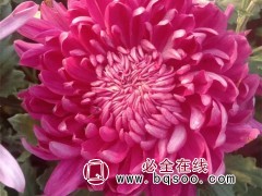 大菊花