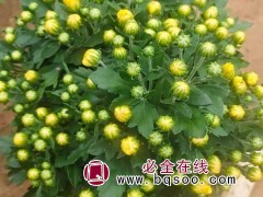 大菊花