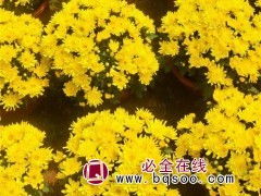 大菊花