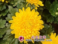 大菊花