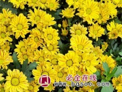 大菊花