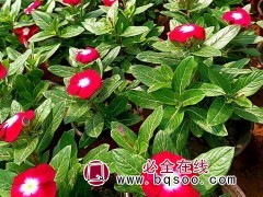 长春花