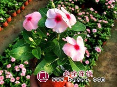 长春花