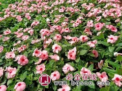 长春花