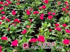 长春花