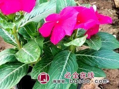 长春花