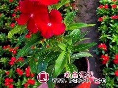 长春花