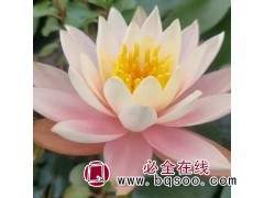 百草园 水体绿化睡莲 湿地水景美观水浮莲杯苗供应 广东花卉图1