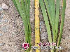 鸢尾