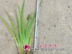 鸢尾