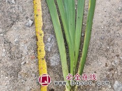 鸢尾