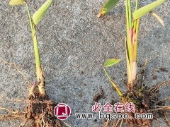 再力花