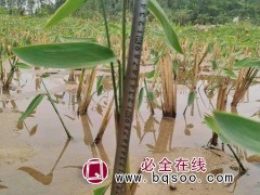 再力花