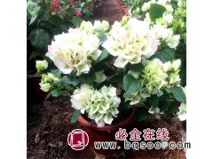 三角梅盆栽 多色勒杜鹃苗 常年供应绿化小苗 自家苗圃图1