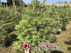 澳洲红千层