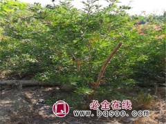 澳洲红千层