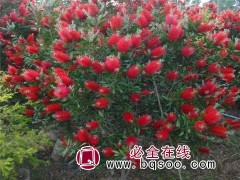 澳洲红千层