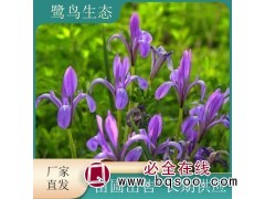 马兰花 多年生地被草花 花海公园绿化工程观赏花卉 宿迁花木城图1