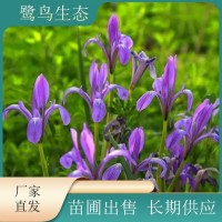 马兰花 多年生地被草花 花海公园绿化工程观赏花卉 宿迁花木城