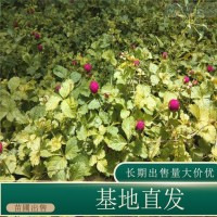 鹭鸟苗圃出售蛇莓 庭院花坛种植观赏园林地被观果苗 宿迁花木城