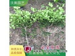 沃美园艺出售 无刺构骨球 花镜景区造景栽植苗 园林绿化观赏苗图1