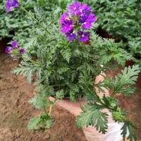 美女樱 耐寒宿根花卉 色彩丰富艳丽 冬季花坛点缀 青州花卉基地