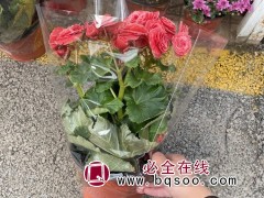 丽格海棠