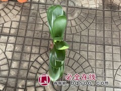 君子兰