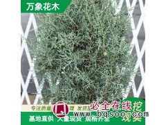 蓝冰柏棒棒糖型 耐高温 喜温暖 园景树及行道树 万象苗木图1