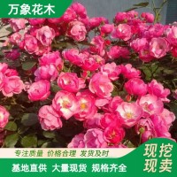 多花无刺蔷薇 有刺 花苗 藤本月季苗爬藤植物 墙架棚体观花绿化