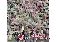 小叶扶芳藤 四季常青耐寒爬藤绿植 护坡绿化用苗 青州花卉基地图1