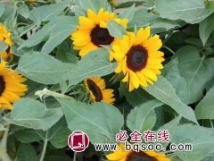 向日葵
