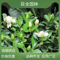 辰全苗圃 花叶栀子花 园区公园绿化观赏性花卉 别墅区造景苗