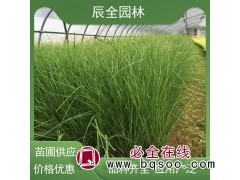 辰全基地 细叶画眉草 园林景区地被绿化工程苗 庭院盆景盆栽图1