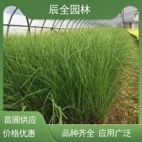 辰全基地 细叶画眉草 园林景区地被绿化工程苗 庭院盆景盆栽