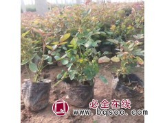 大花月季盆基地旭禾园林供应 品种齐全 花色鲜艳 味道芳香图1