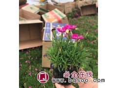 双色盆欧石竹小苗 培育基地 旭禾园林 喜欢冷凉的环境图1