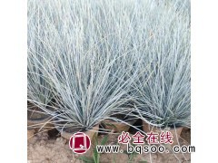 蓝羊茅小苗培育 喜光耐寒耐旱 旭禾园林基地供应 青州花卉基地图1