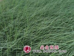 粉黛乱子草