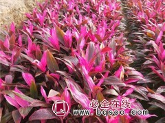 红巨人朱蕉