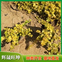 多年生草花 过路黄 金钱草种植基地 花期5-7月 易栽培