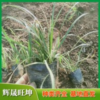 兰花三七 耐寒耐荫耐涝 景观效果甚佳 地被植物或盆栽观赏