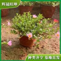 太阳花双色盆苗 大花马齿苋 用于花坛、盆栽、吊盆观赏 青州花卉基地
