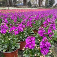 多年生草本 紫罗兰 喜冷凉的气候 花期4-5月瑞禾园林 青州花卉基地