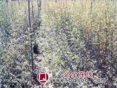 黄刺玫