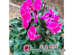 仙客来 多年生草本 种植于室内花盆 冬季温室种植 绿苒花卉图1