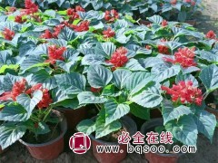 一串红