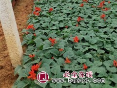 一串红